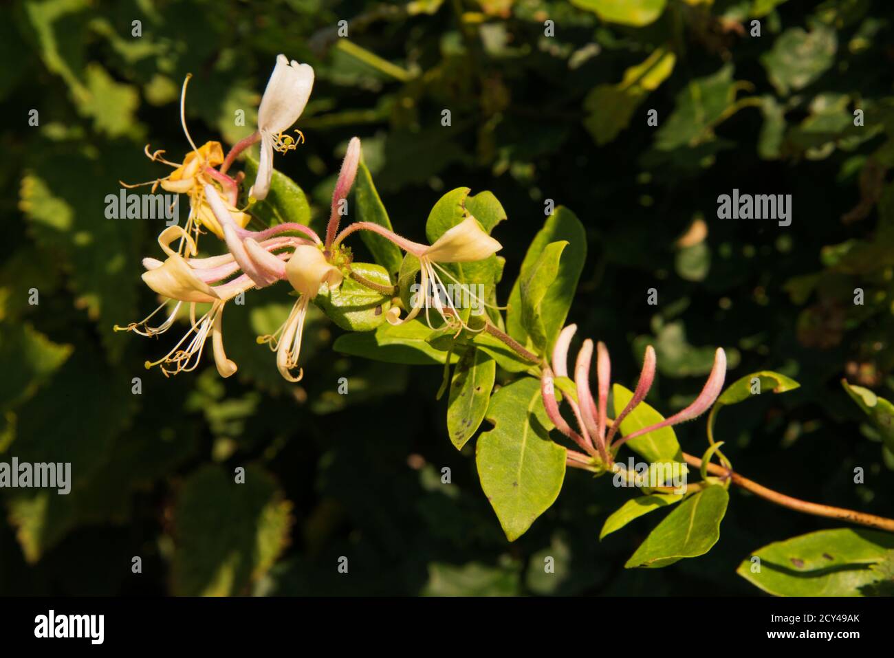 Wild Honeysuckle stem in flower Stock Photo