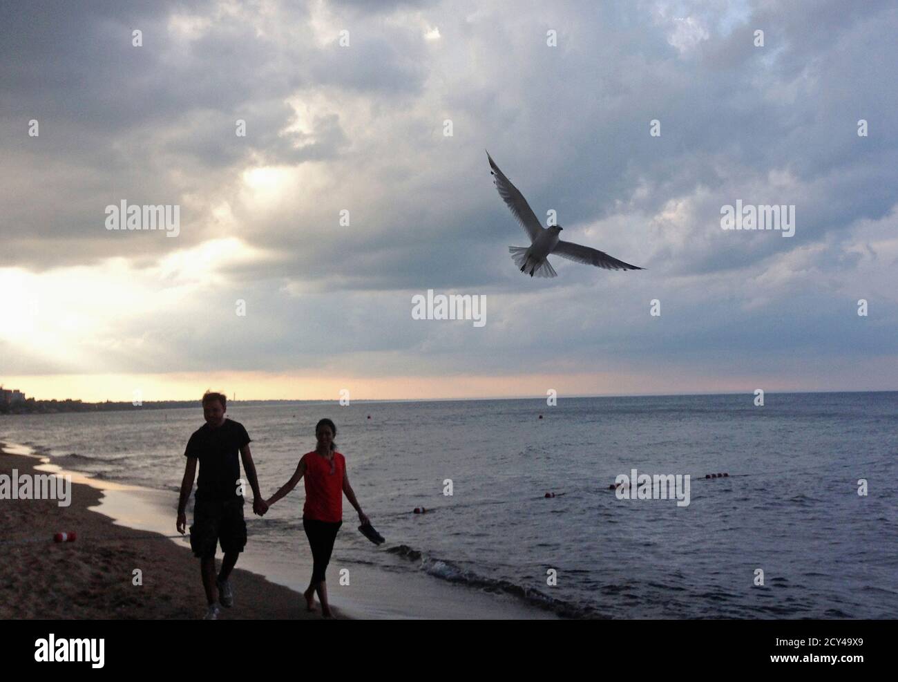 A seagull flies over a couple walking along Gillson Beach in Wilmette, Illinois, June 28, 2014.  TREUTERS/Jim Young  (UNITED STATES - Tags: ENVIRONMENT SOCIETY ANIMALS) Stock Photo