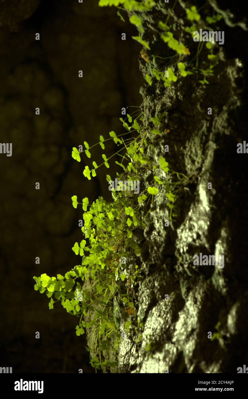 Maidenhair fern (Adiantum sp.) growin in the light of lamps in the Höllgrotten cave in Baar, Switzerland Stock Photo