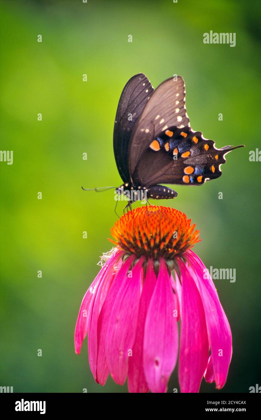 1990s BLACK SWALLOWTAIL BUTTERFLY Papilio polyxenes ON EASTERN PURPLE CONEFLOWER Echinacea purpurea FEEDING ON NECTAR - ki10525 PET001 HARS OLD FASHIONED Stock Photo