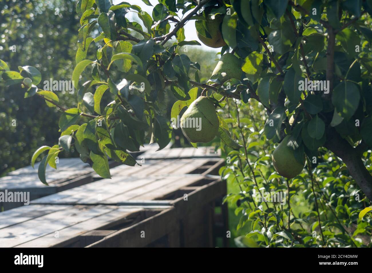 Apple and Pear harvest Stock Photo Alamy