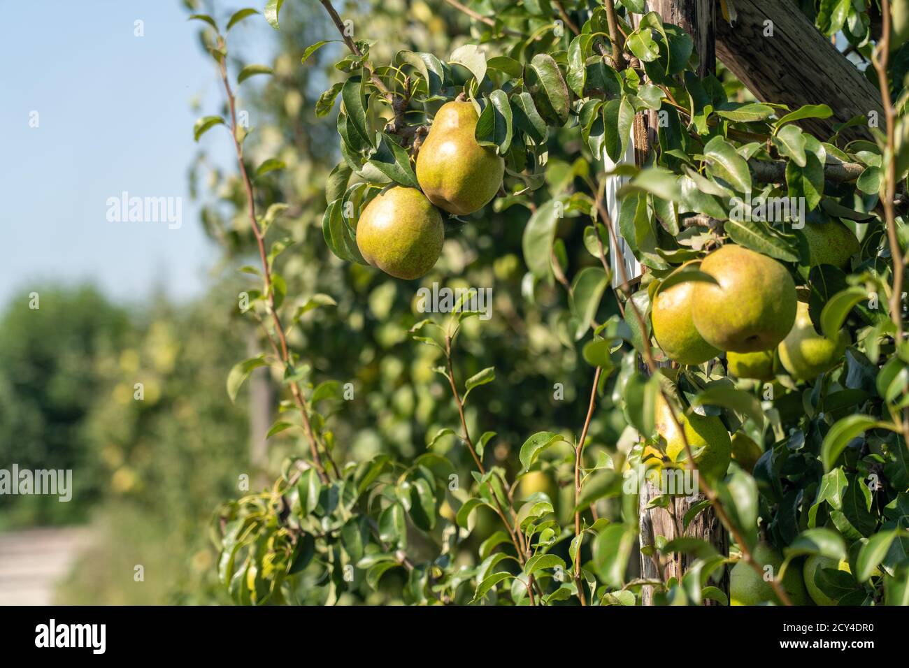 Apple and Pear harvest Stock Photo Alamy