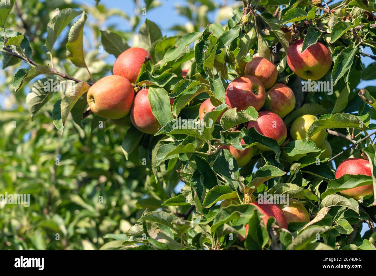 Apple and Pear harvest Stock Photo Alamy