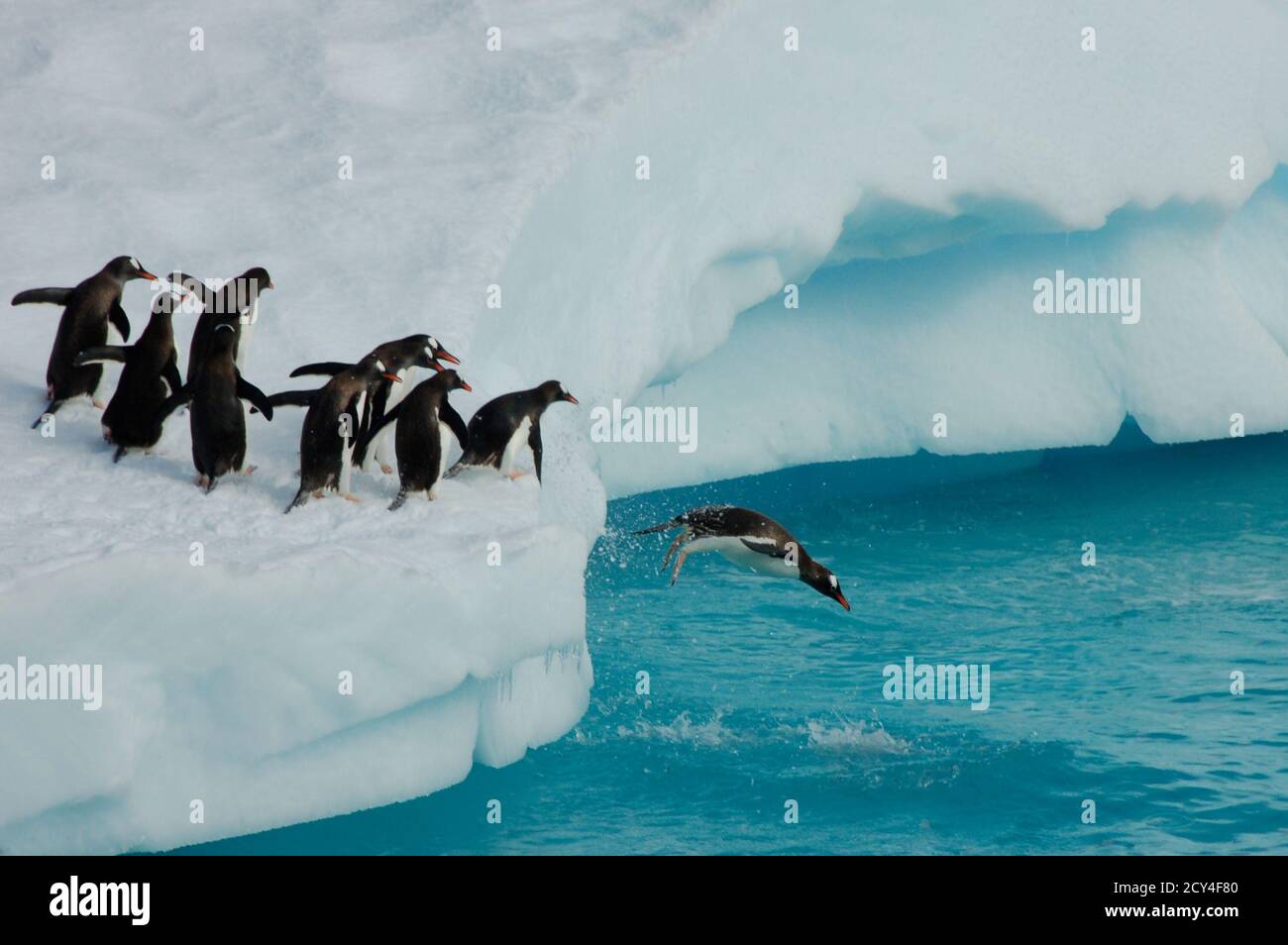 Penguins jumping off an iceberg Stock Photo - Alamy