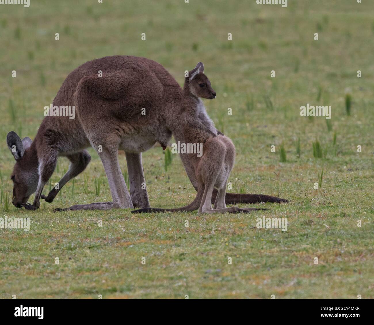 Conceptual, humorous perspective of baby kangaroo leanign on its own tail against mother in Yanchep National Park in Western Australia Stock Photo