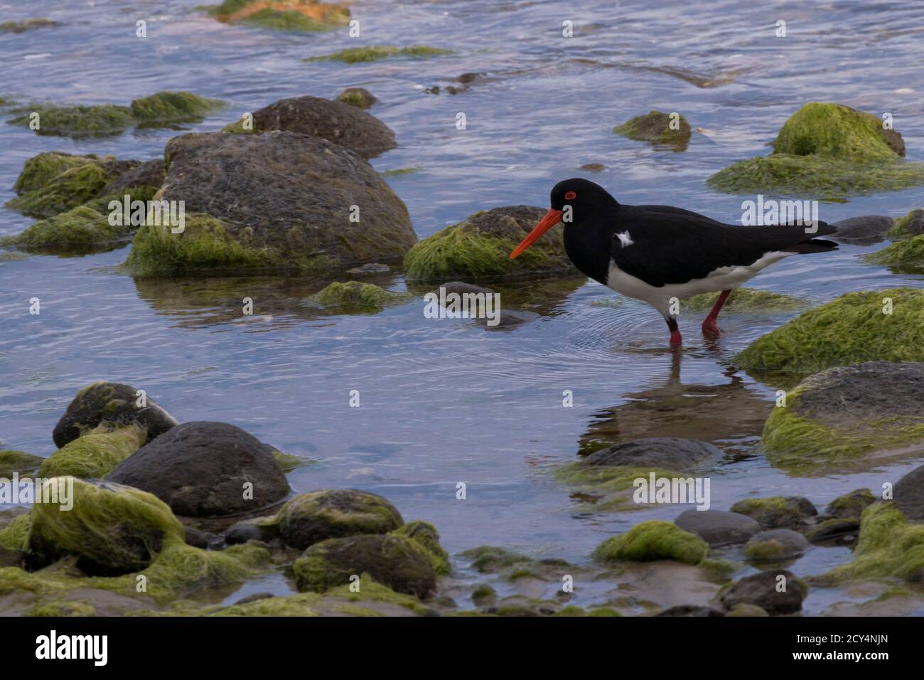 Black and white plumage and vivid red beak of pied oystercatcher is a striking hunter in coastal waters and rocks of Bruny Island in Tasmania Stock Photo