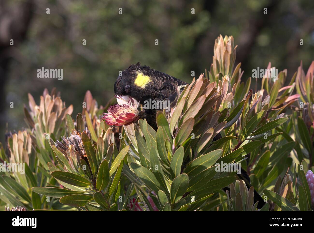 Hungry Yellow tailed Black Cockatoo is deep beak in eating flowers on Bruny Island, Tasmania, Australia. Stock Photo