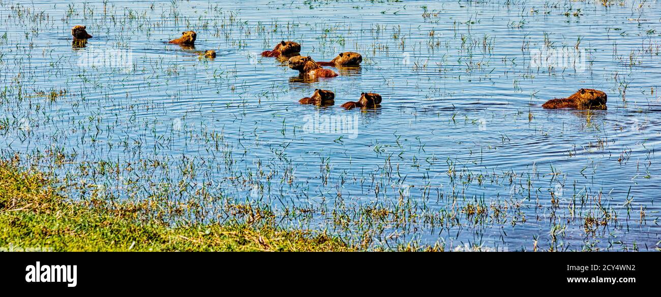 Capybara rodents swimming in water in Argentina are the size of small ...