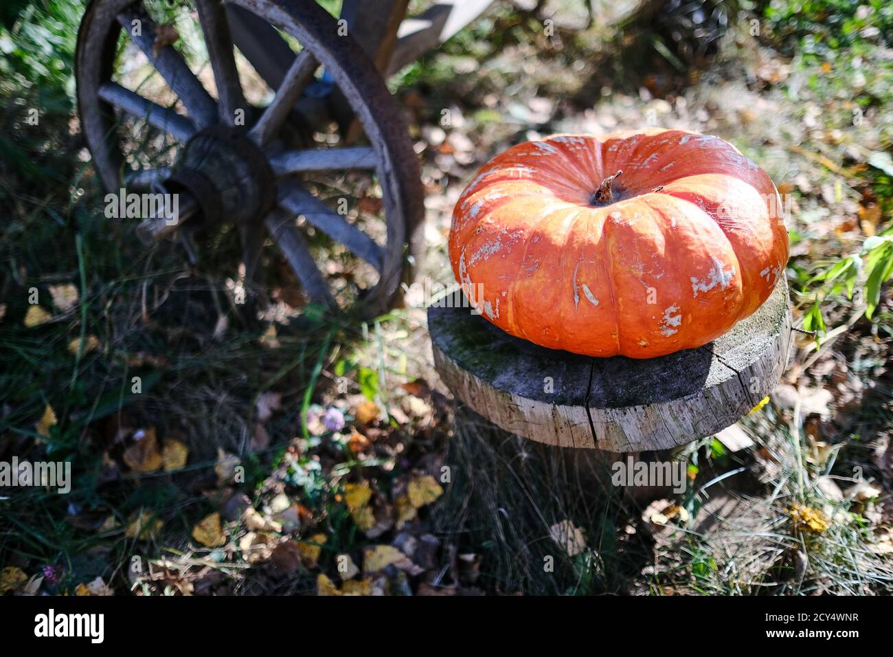 Closeup shot of a pumpkin Stock Photo - Alamy