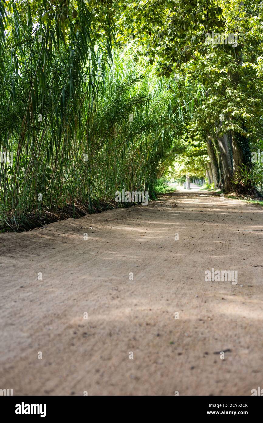 Gravel sand path on a green forest landscape Stock Photo