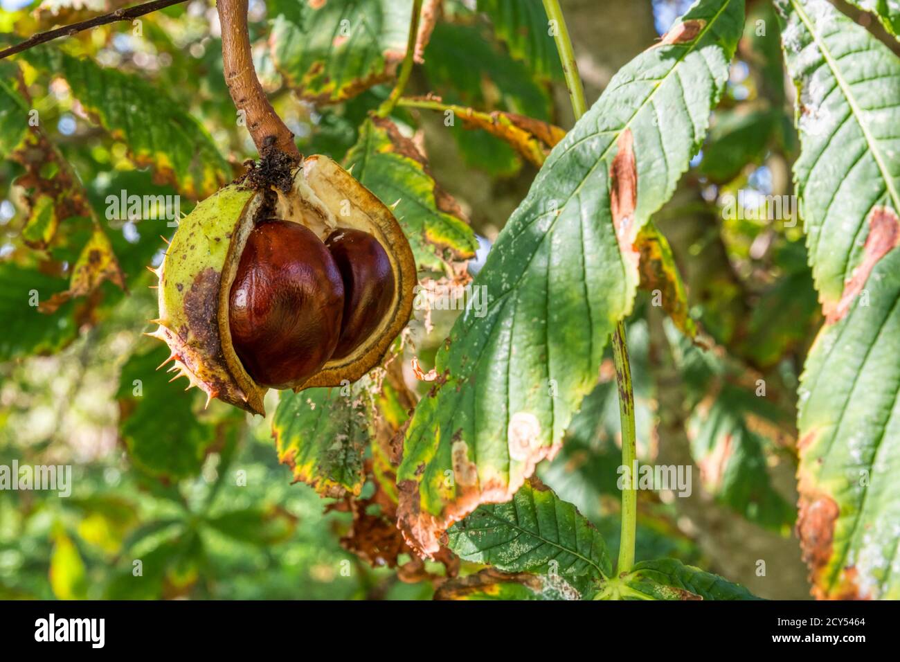 Conkers growing on a horse chestnut tree, Aesculus hippocastanum. Stock Photo