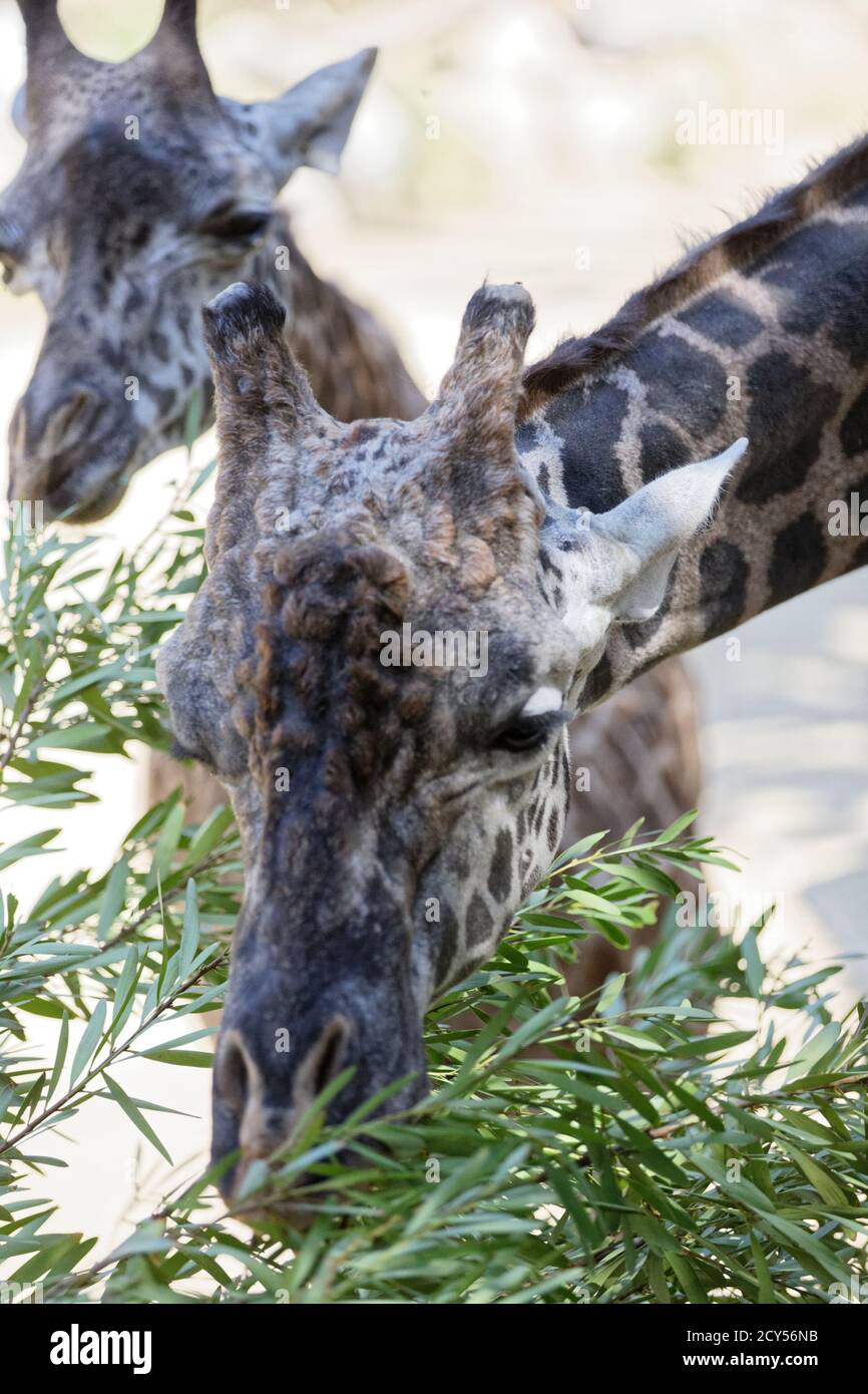 Tail is the longest of all terrestrial animals hi-res stock photography