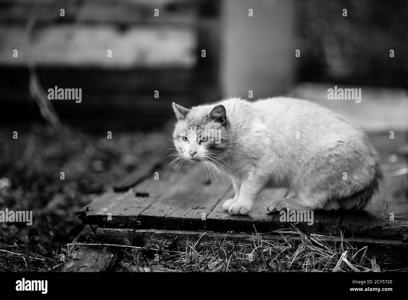 Stray cat outdoors. Black and white photography Stock Photo - Alamy