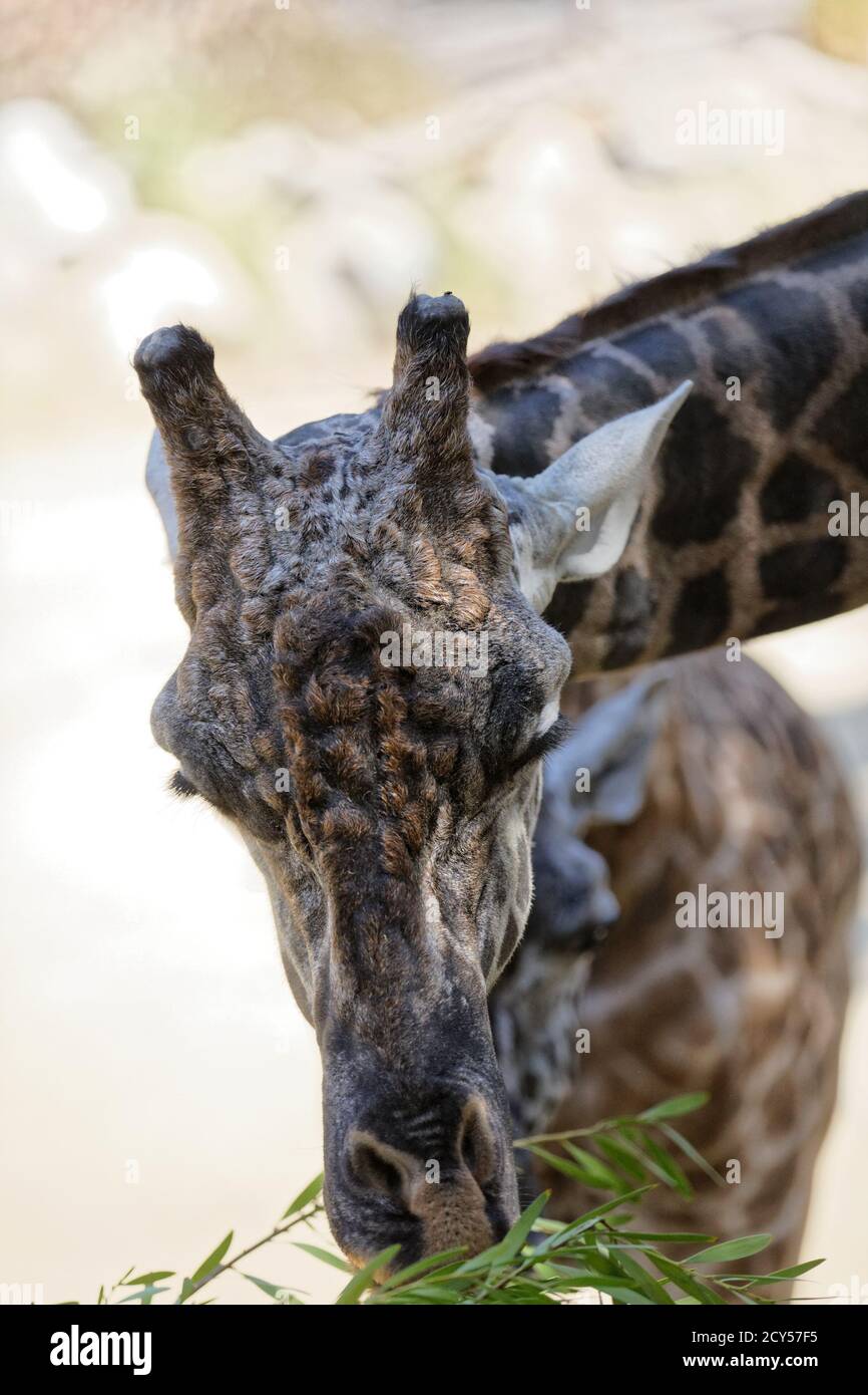Maasai Giraffes at Los Angeles Zoo Stock Photo - Alamy