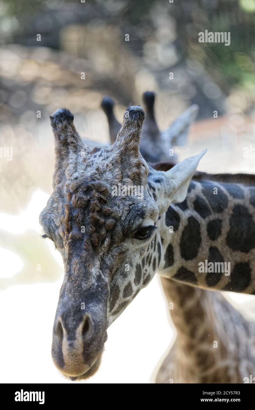 Maasai Giraffes at Los Angeles Zoo Stock Photo - Alamy