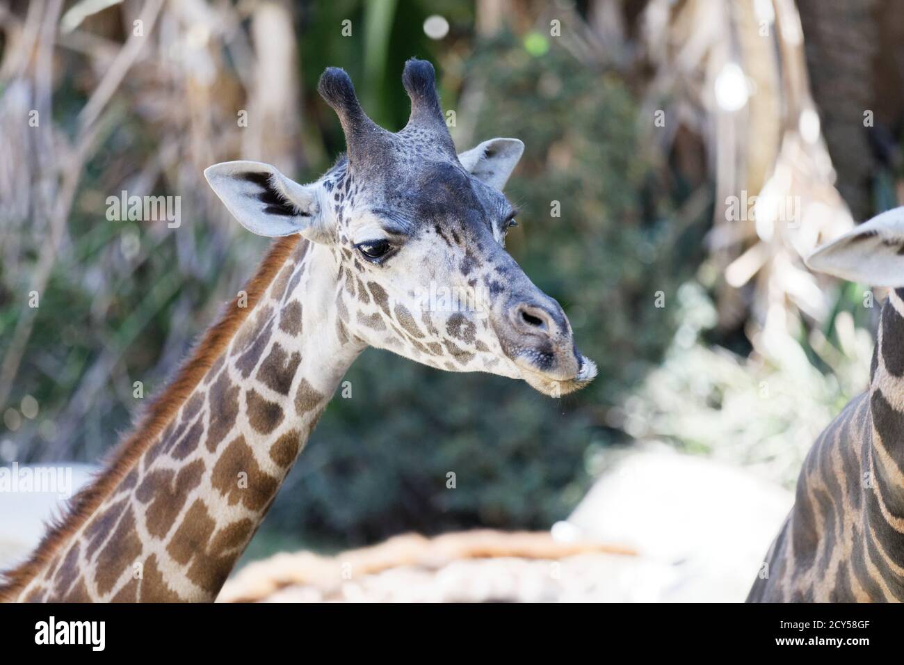 Maasai Giraffes at Los Angeles Zoo Stock Photo - Alamy