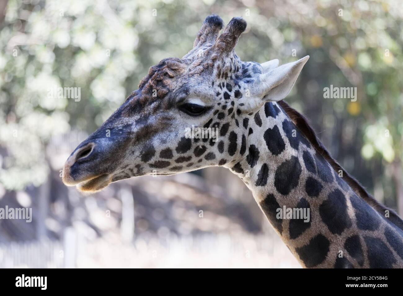 Maasai Giraffes at Los Angeles Zoo Stock Photo - Alamy