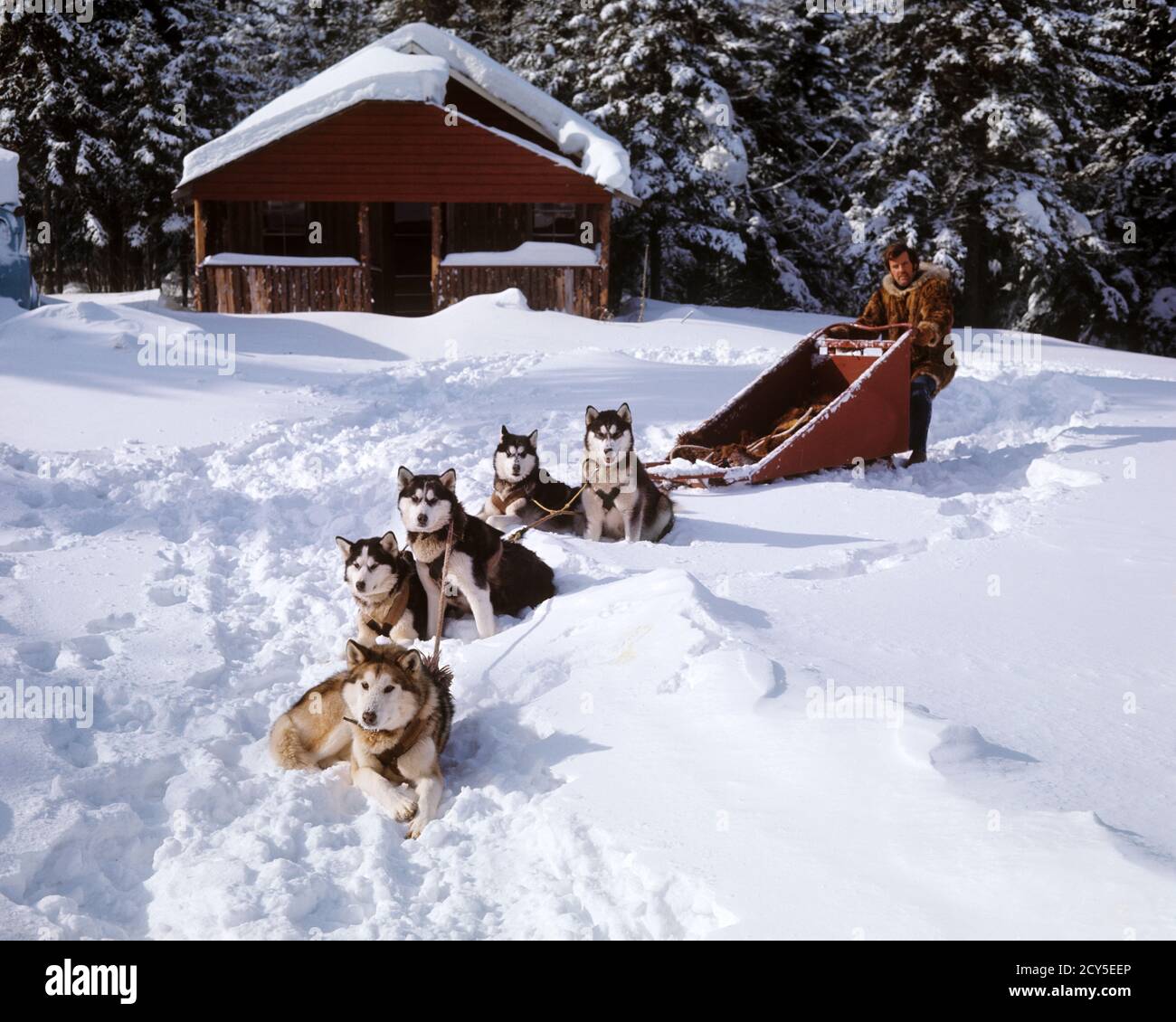 1970s MAN A MUSHER CARGO DOG SLED 5 HUSKIES DOGS TEAM READY WAITING TO GO IN WINTER SNOW SKI CHALET BUILDING IN BACKGROUND - kw3980 HAR001 HARS FULL-LENGTH HALF-LENGTH PERSONS MALES BUILDINGS CABIN NY TRANSPORTATION WINTERTIME FREEDOM MAMMALS ADVENTURE PROPERTY STRENGTH CANINES EXTERIOR LEADERSHIP RECREATION PRIDE POOCH REAL ESTATE CONNECTION NEW YORK STRUCTURES BREED WINTERY CANINE CHALET COOPERATION LAKE PLACID MAMMAL MID-ADULT MID-ADULT MAN MUSHER MUSHING SLEDS TOGETHERNESS CAUCASIAN ETHNICITY HAR001 OLD FASHIONED Stock Photo