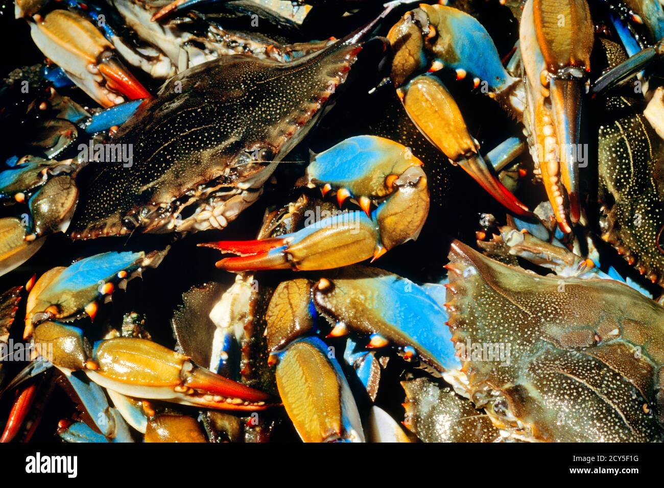 2000s GROUP OF BLUE CRABS Callinectes sapidus FOUND IN ATLANTIC AND GULF COAST REGIONS  - kz5151 MET001 HARS SEAFOOD Stock Photo