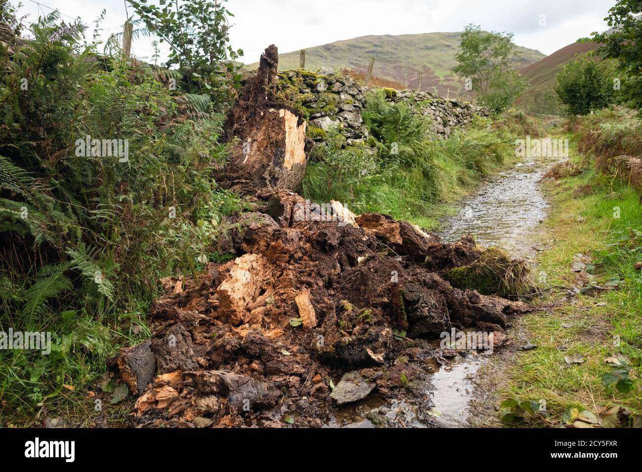 Decaying tree or snag - rotten tree collapsed onto footpath - Lake District, UK Stock Photo