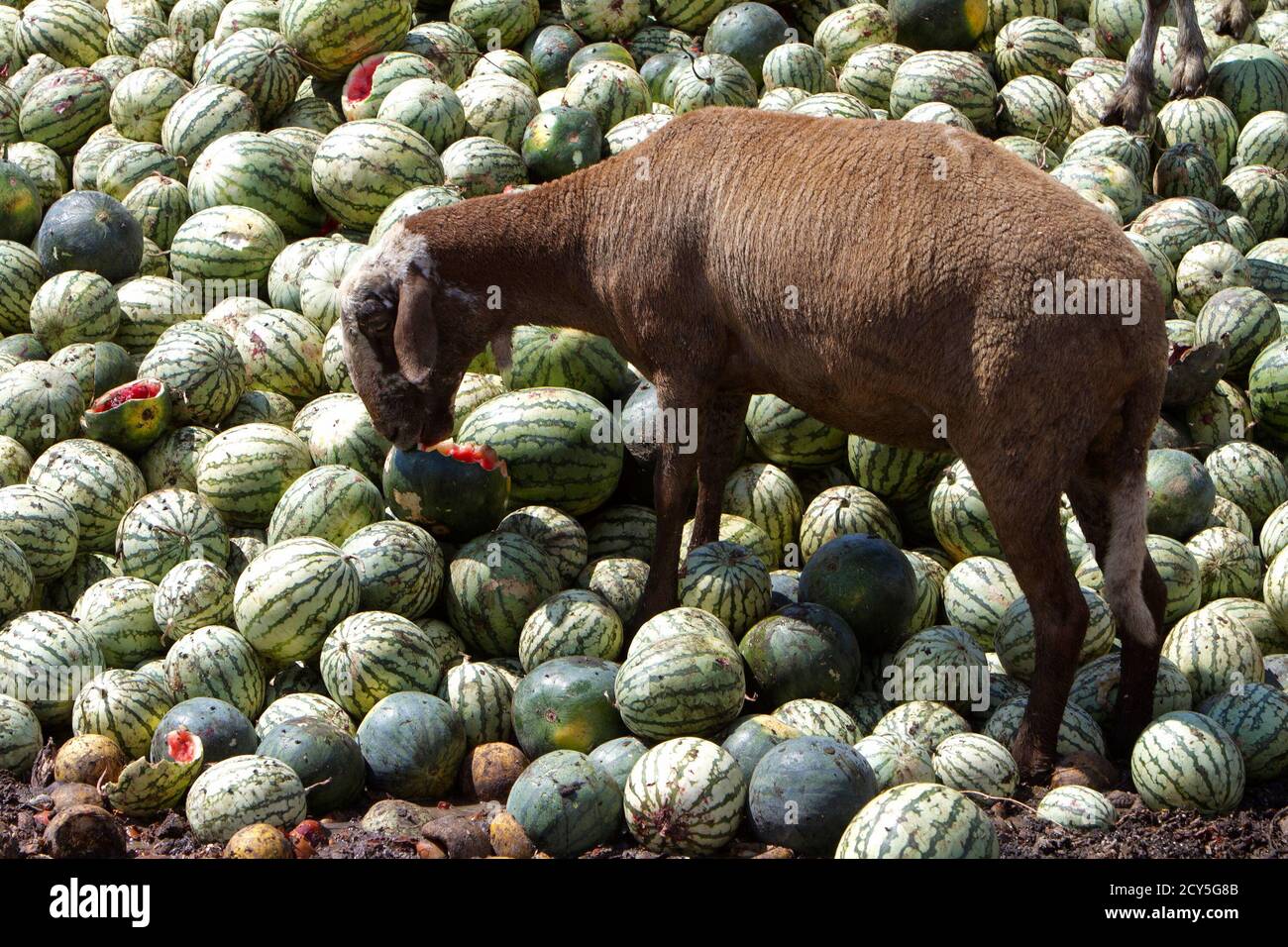 A goat eats discarded watermelons after farmers failed to sell them at a farm in La Mojonera, southeastern Spain, June 3, 2011. Spanish farmers say lost sales are costing them 200 million A goat eats discarded watermelons after farmers failed to sell them at a farm in La Mojonera, southeastern Spain, June 3, 2011. Spanish farmers say lost sales are costing them 200 million