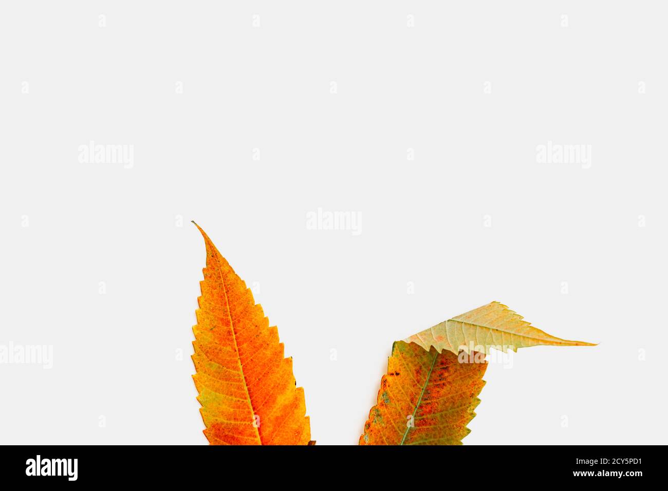 Bunny orange years made of fall leaves. Easter concept. Celebration card Stock Photo