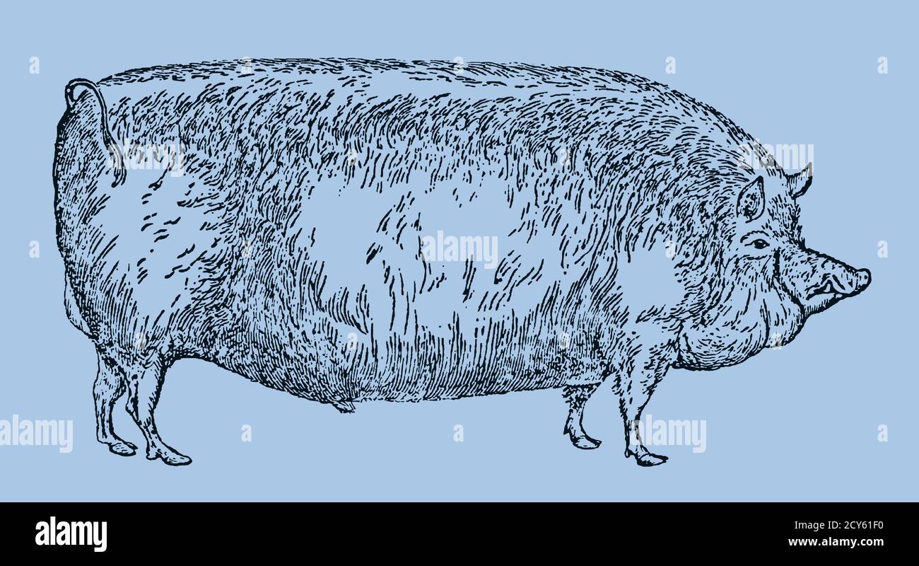 Extinct Suffolk pig breed in side view isolated on a light blue background, after an antique illustration from the 19th century. Editable in layers Stock Vector