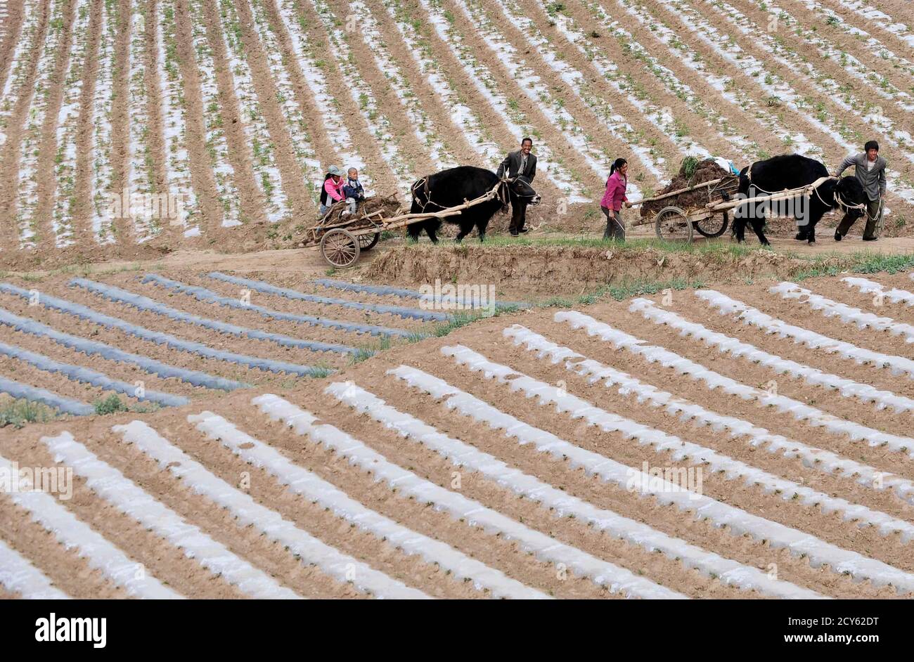 Farmers lead their cows transporting carts of cow dung, to be used as fertiliser, as they walk past a field of codonopsis pilosula, a traditional Chinese medicine also known as dang shen, in Min county, Gansu province May 31, 2011. Rows of white plastic shields have been installed to protect the roots of the dang shen to keep it warm and moist. Commonly used as a cheaper substitute for ginseng, the herb is believed to lower blood pressure, boost one's immune system and improve appetite. REUTERS/Stringer (CHINA - Tags: AGRICULTURE SOCIETY HEALTH) Stock Photo