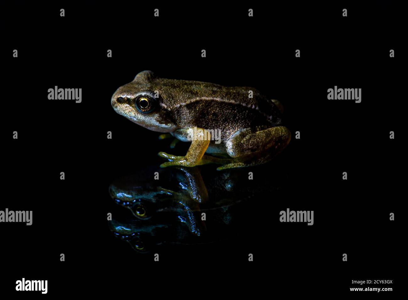 Side view of Froglet of the Common Frog (Rana temporaria) with Relflection on Black Background Stock Photo