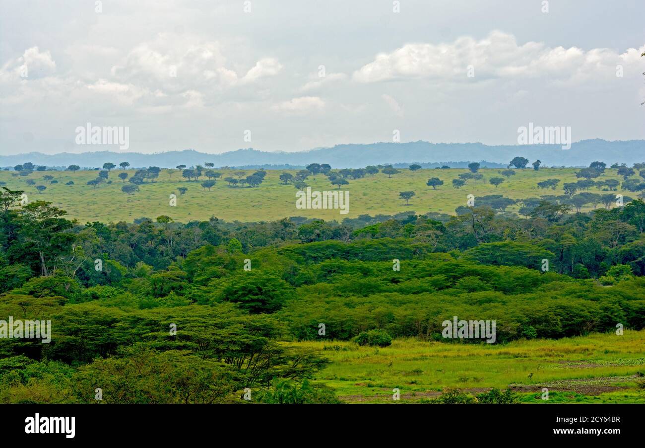 Forest and Savanna in Africa in the Ishasha Region of Queen Elizabeth National Park Stock Photo
