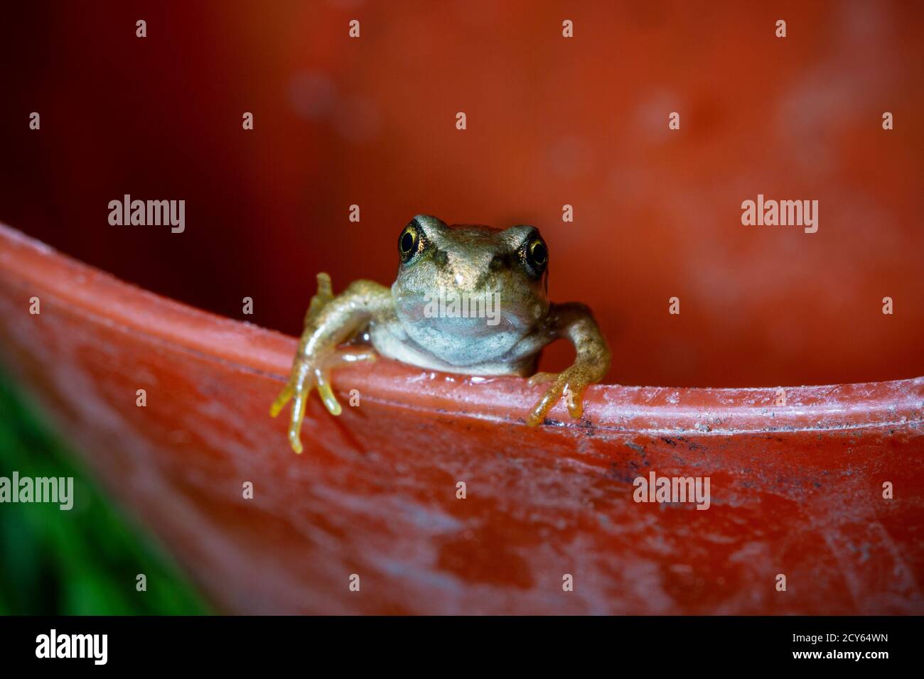 Froglet of the Common Frog (Rana temporaria) Crawling Out of a Tub Stock Photo