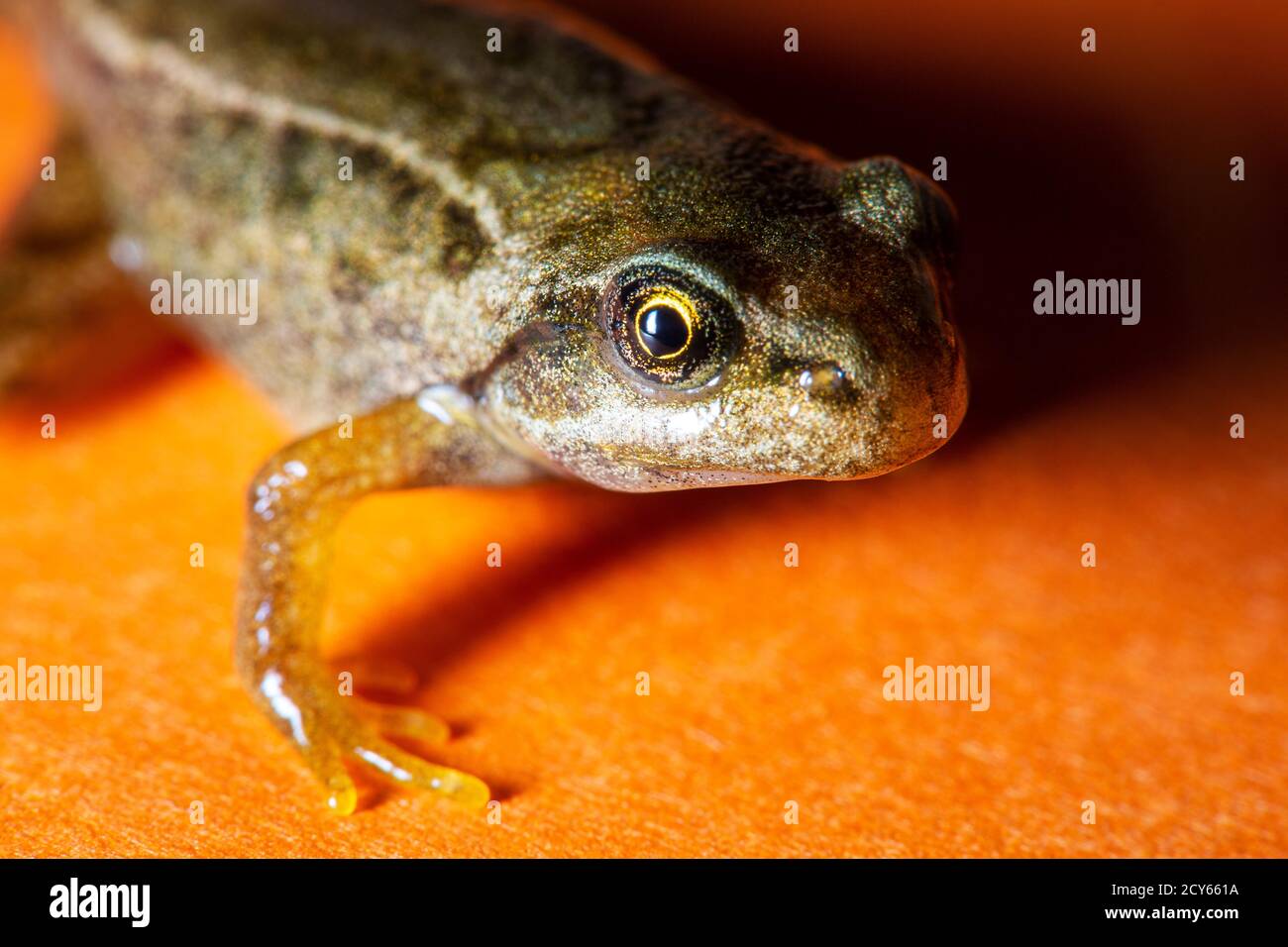 Froglet of the Common Frog (Rana temporaria) Crawling Along with Orange Background Stock Photo