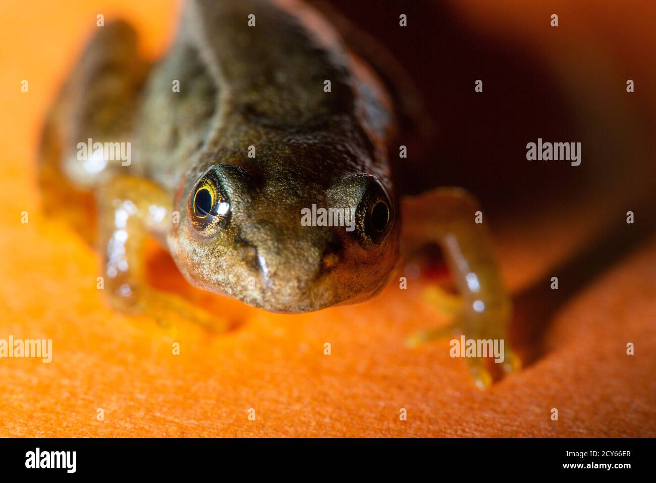 Froglet of the Common Frog (Rana temporaria) Crawling Towards the Camera with Orange Background Stock Photo