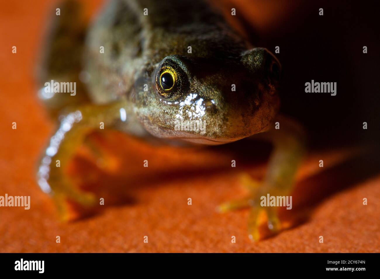 Froglet of the Common Frog (Rana temporaria) Crawling Towards the
