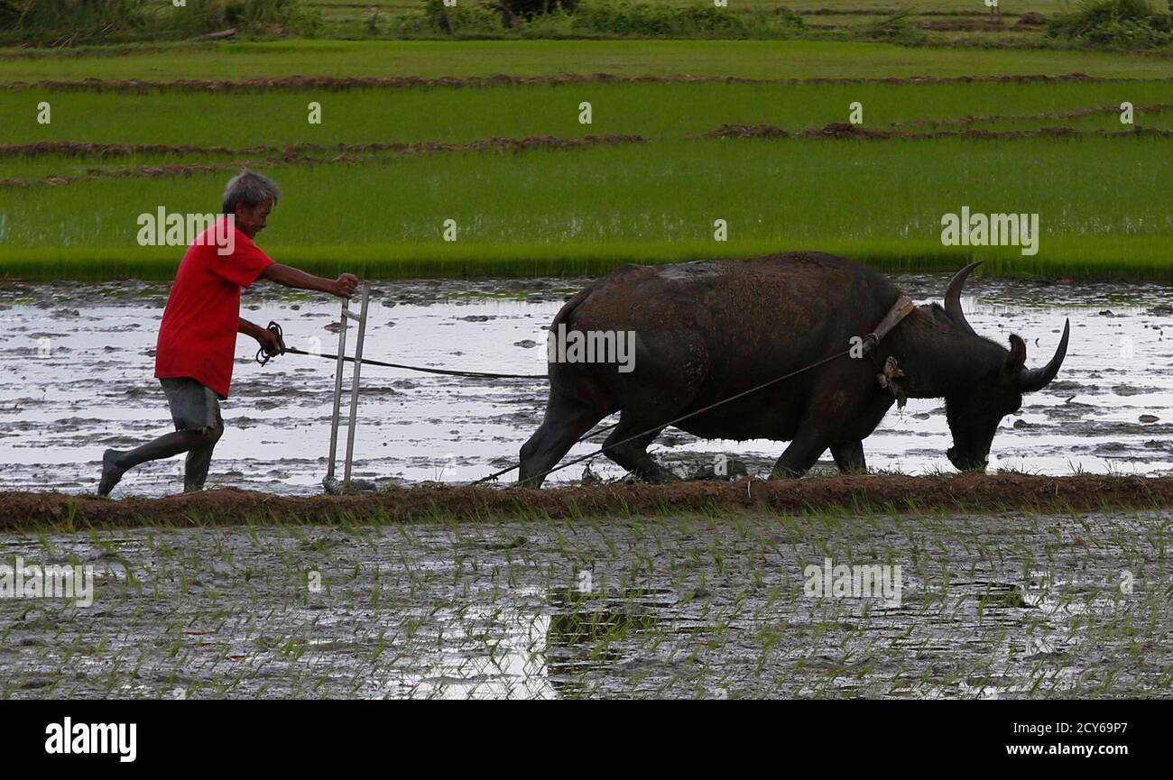 Farmer water buffalo plough in High Resolution Stock Photography and
