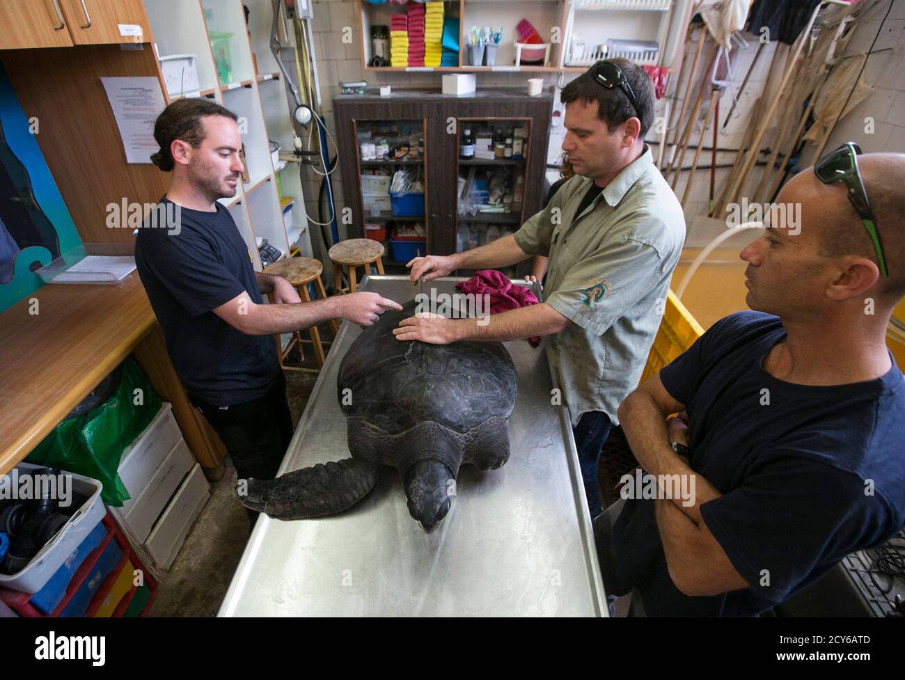 Yaniv Levy (2nd R) from the Israel Sea Turtle Rescue Center and industrial design student Shlomi Gez (L) attach an artificial fin onto the back of Hofesh, an injured male green sea turtle, at the  center, in Michmoret north of Tel Aviv April 9, 2014. The turtle was brought to the centre some four years ago missing both limbs on the left-hand-side of his body, but on Wednesday an artificial fin, designed by Gez, was attached to Hofesh's back, offering him stability and a more permanent solution to his disability. Hofesh will not be released back into the wild as he cannot survive if something w Stock Photo
