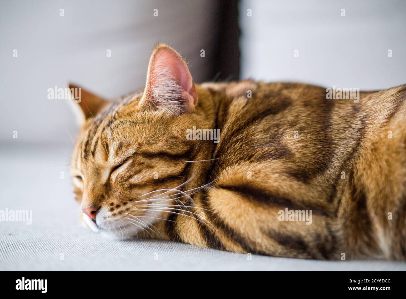 Closeup of a cute Bengal Cat sleeping on the floor with a blurry ...