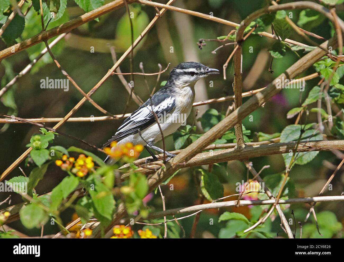 White-shouldered Triller (Lalage sueurii) adult male perched in Lantana bush  Bali Barat NP, Bali, Indonesia         July Stock Photo