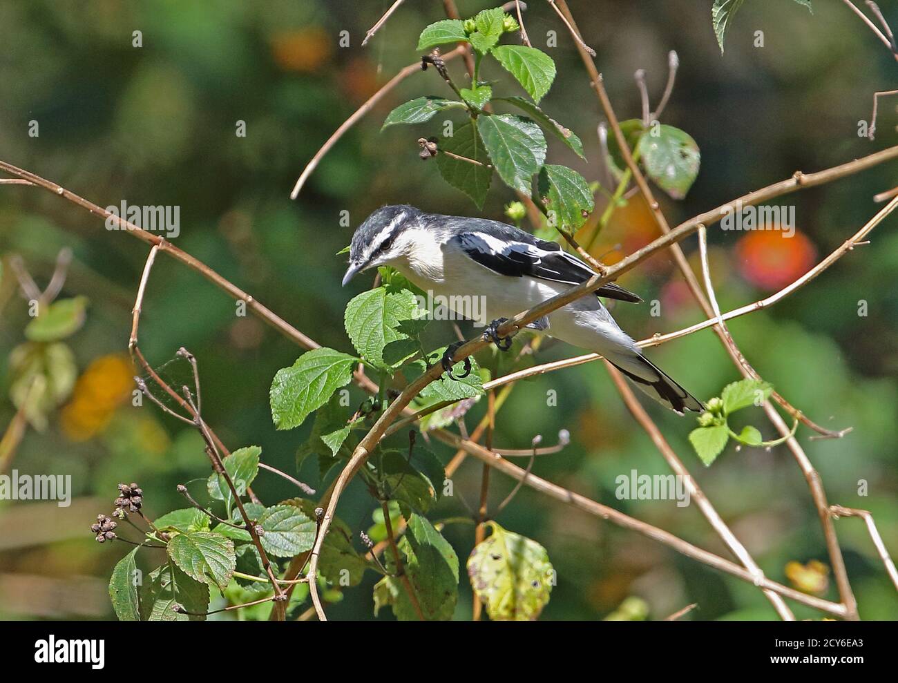 White-shouldered Triller (Lalage sueurii) adult male perched in Lantana bush  Bali Barat NP, Bali, Indonesia         July Stock Photo