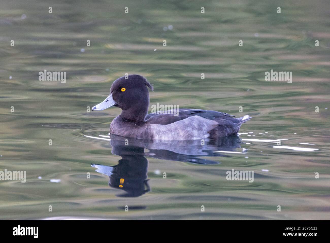 Male tufted duck or drake on water, England UK Stock Photo
