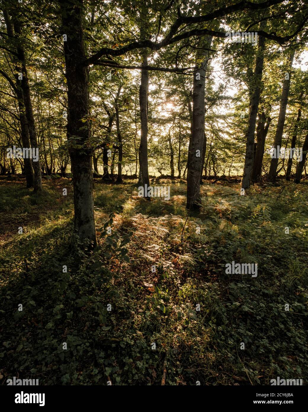sunlight through woods Stock Photo