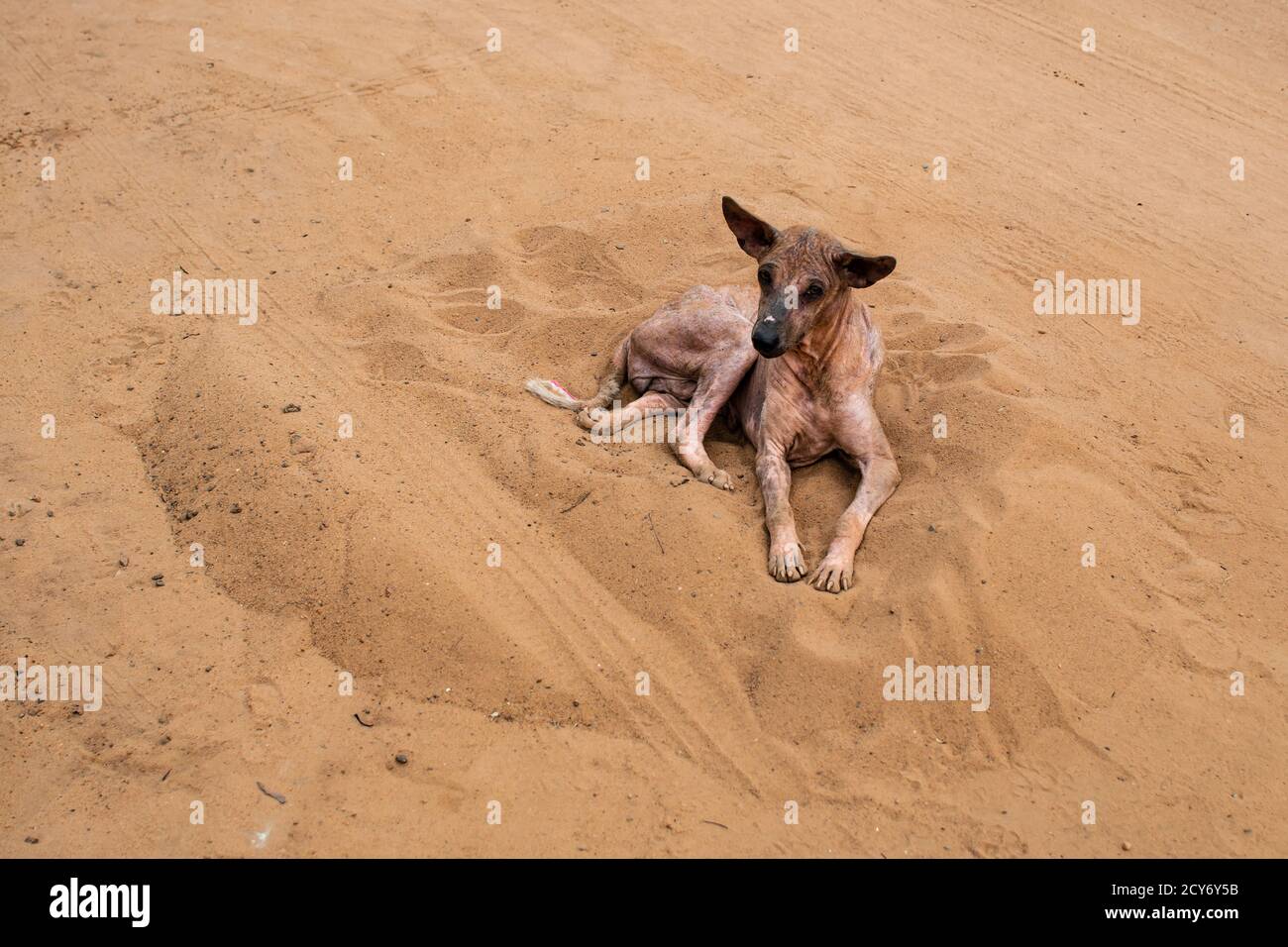 A lonely stray dog without fur sitting in sand by it self in Bhubaneswar, Odisha, India Stock Photo