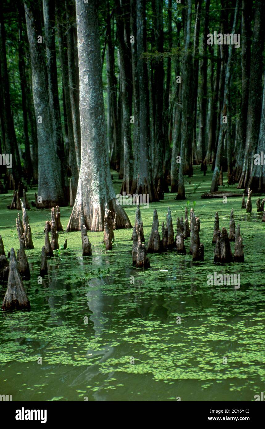 Louisiana Bayou Swamp Land Stock Photo