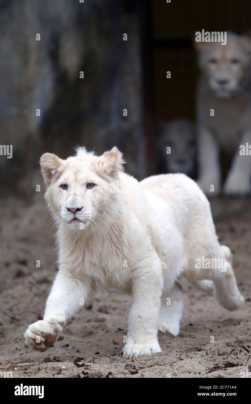 10 month old lion cubs hi-res stock photography and images - Alamy