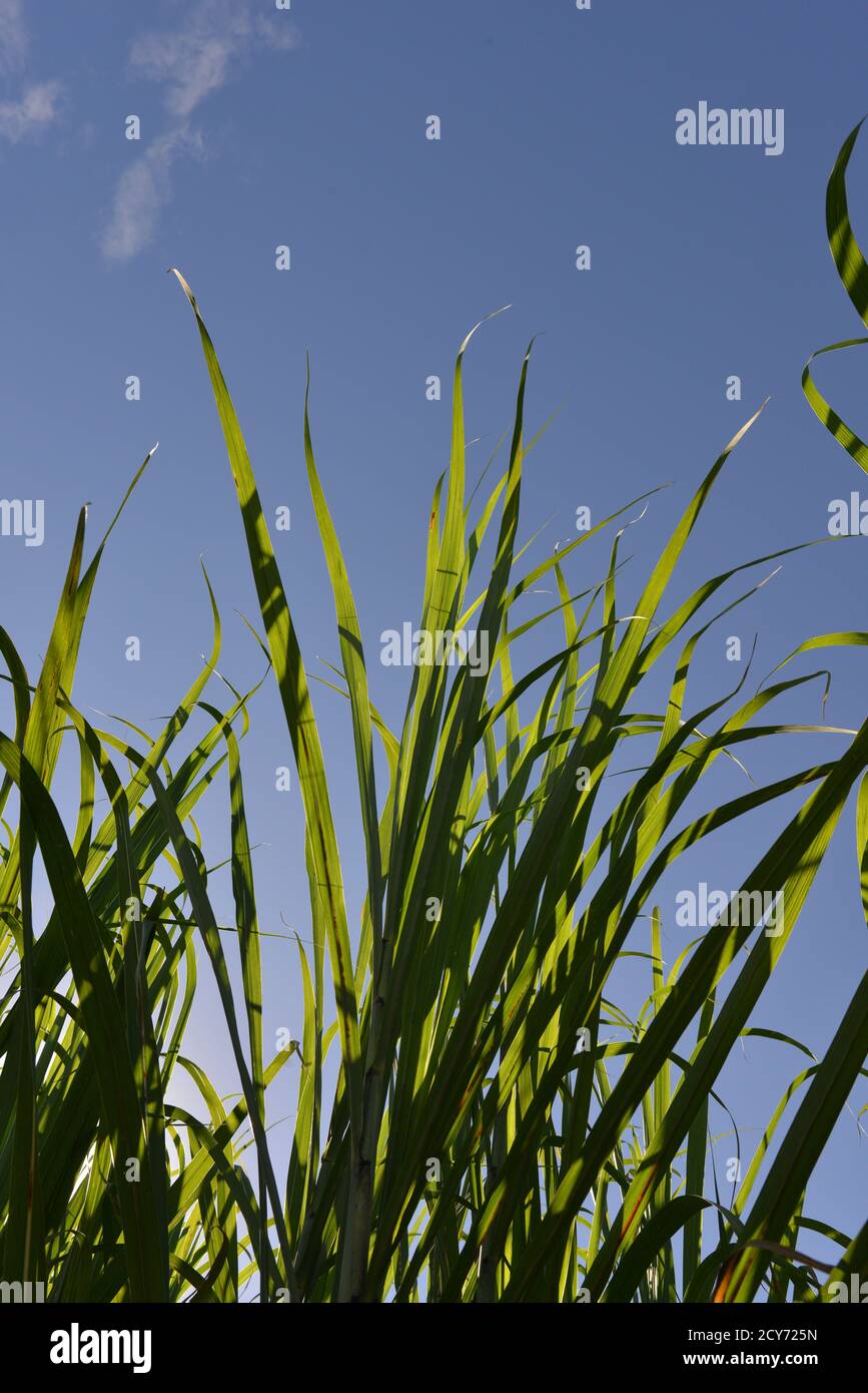 young sugar cane field in Louisiana, USA Stock Photo Alamy