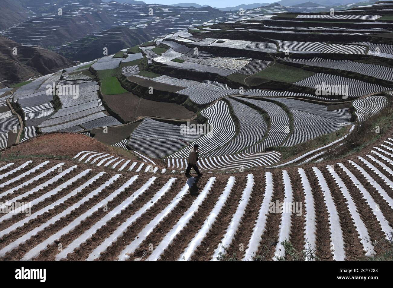 A farmer walks past a terrace of codonopsis pilosula, a traditional Chinese medicine also known as dang shen, in Min county, Gansu province May 31, 2011. Rows of white plastic shields have been installed to protect the roots of the dang shen to keep it warm and moist. Commonly used as a cheaper substitute for ginseng, the herb is believed to lower blood pressure, boost one's immune system and improve appetite. REUTERS/Stringer (CHINA)   BEST QUALITY AVAILABLE Stock Photo