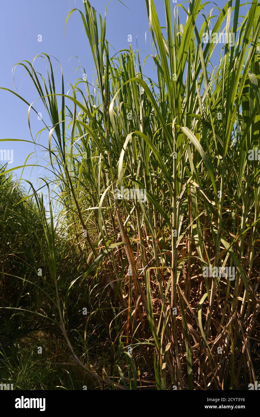 Louisiana sugar cane field hires stock photography and images Alamy