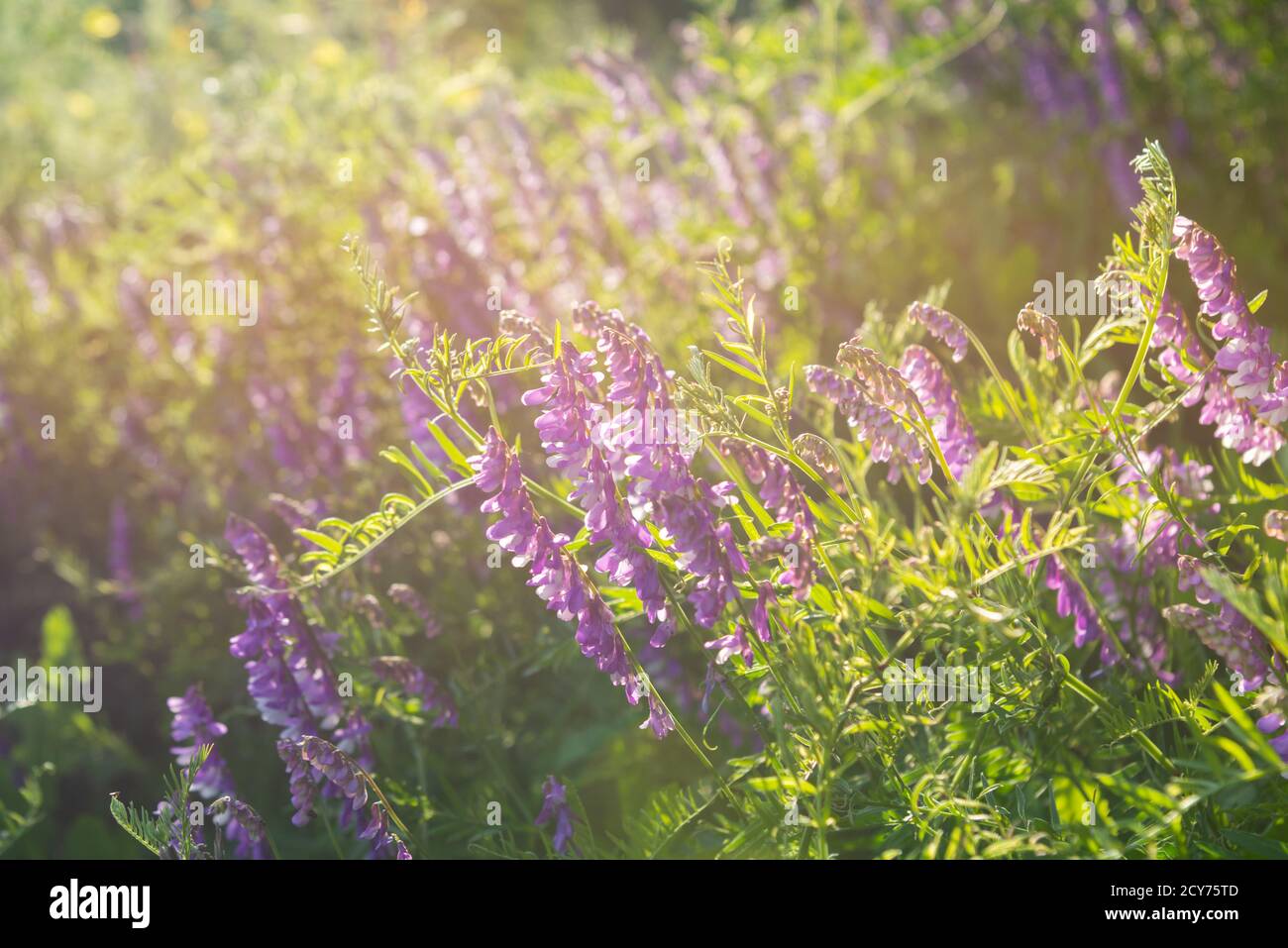 Purple flowers of hairy vetch in the rays of sunset on summer day ...