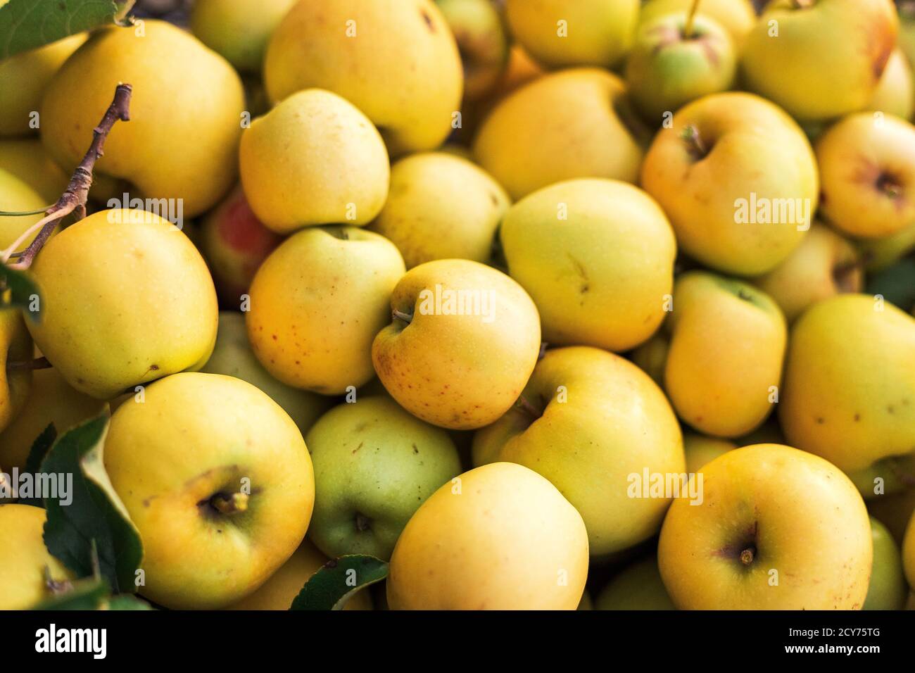 https://c8.alamy.com/comp/2CY75TG/fresh-juicy-golden-green-apples-natural-background-close-up-of-apples-in-box-harvest-vitamins-vegetarians-fruits-crop-organic-gardening-long-2CY75TG.jpg