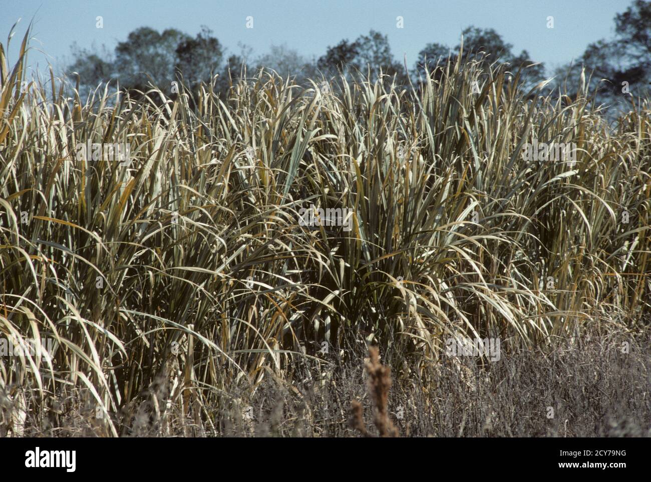 Sugar Cane Farming in Louisiana, USA Stock Photo Alamy